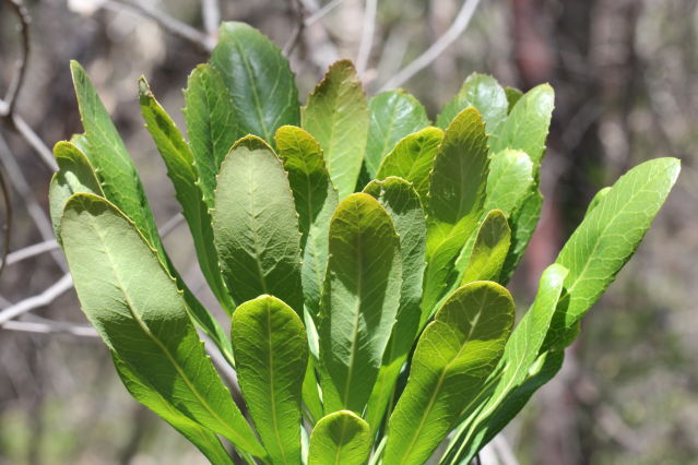 Telopea speciosissima