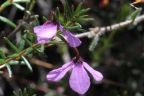 Tetratheca ericifolia