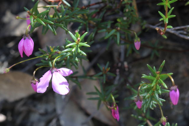 Tetratheca ericifolia