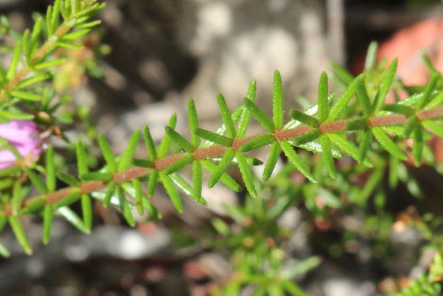 Tetratheca ericifolia