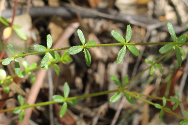 Tetratheca thymifolia