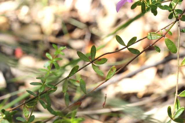 Tetratheca thymifolia