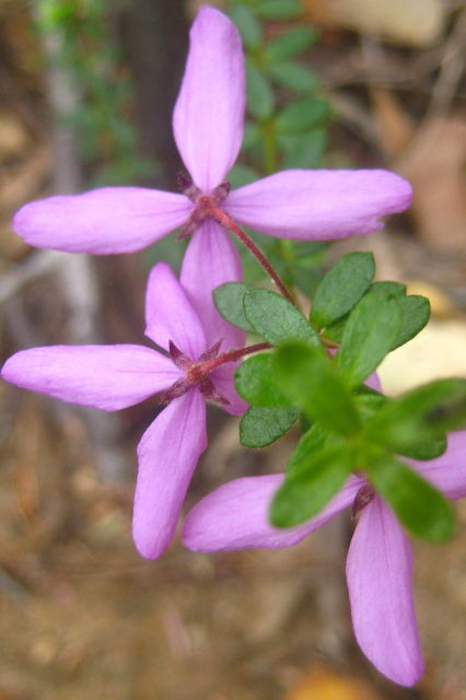 Tetratheca thymifolia