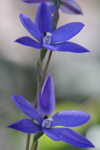 Thelymitra ixioides