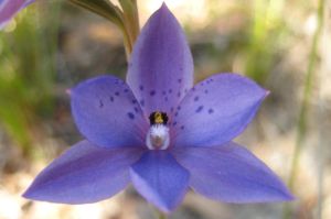 Thelymitra ixioides
