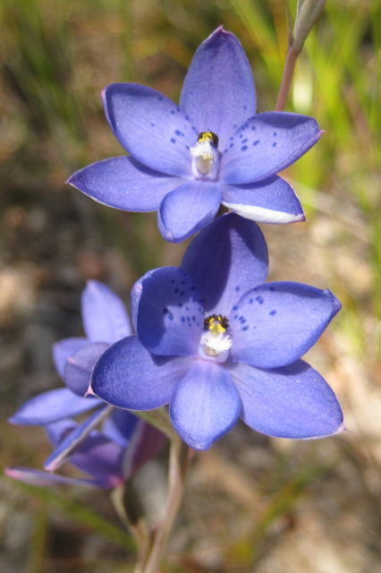Thelymitra ixioides