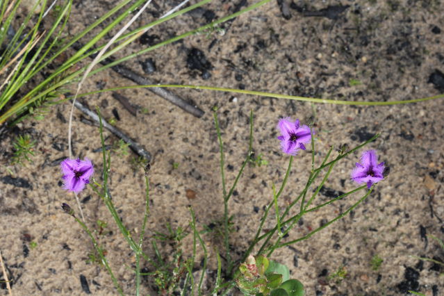 Thysanotus tuberosus