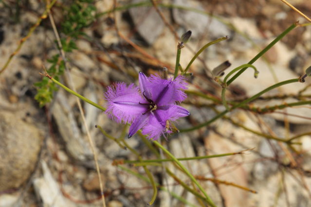 Thysanotus