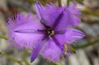 Thysanotus