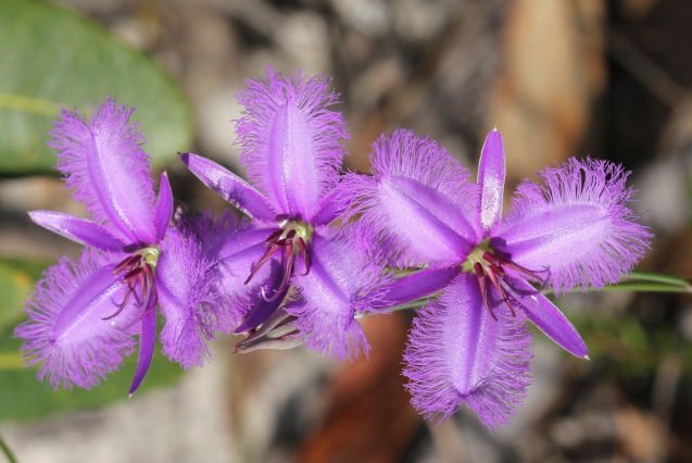 Thysanotus