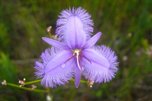 Thysanotus