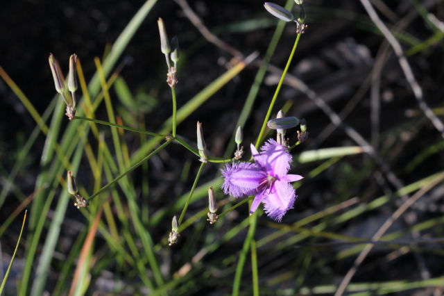 Thysanotus