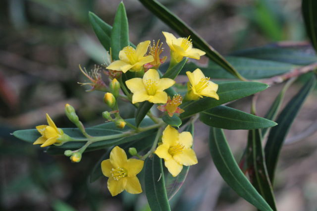 Tristania neriifolia
