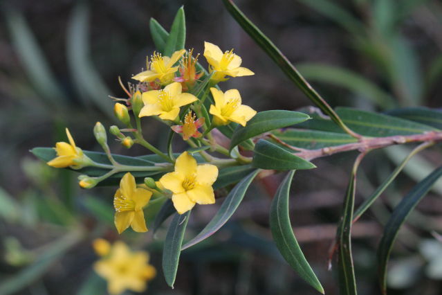 Tristania neriifolia