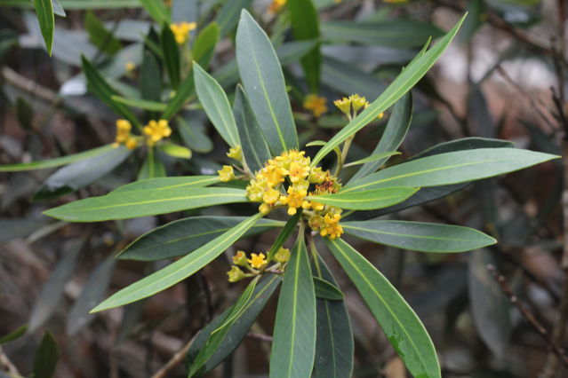 Tristaniopsis laurina