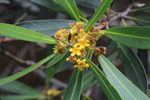 Tristaniopsis laurina