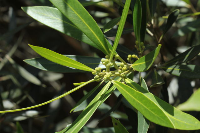 Tristaniopsis laurina