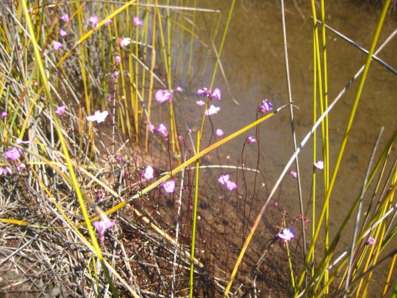 Utricularia uniflora