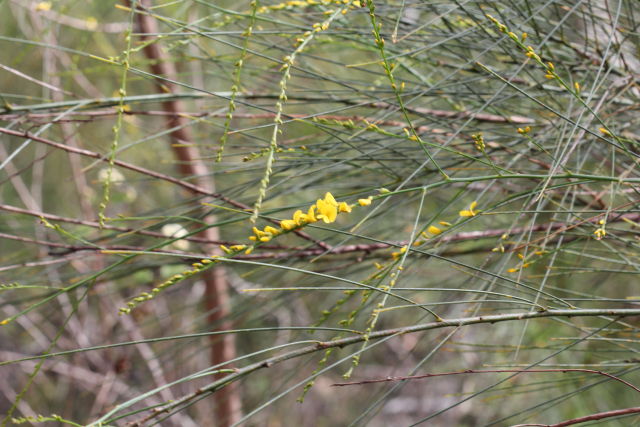 Viminaria juncea