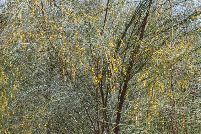 Viminaria juncea