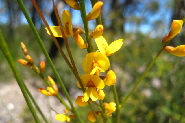 Viminaria juncea