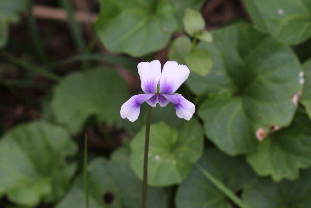 Viola hederacea