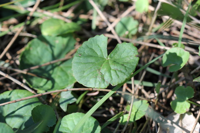 Viola hederacea