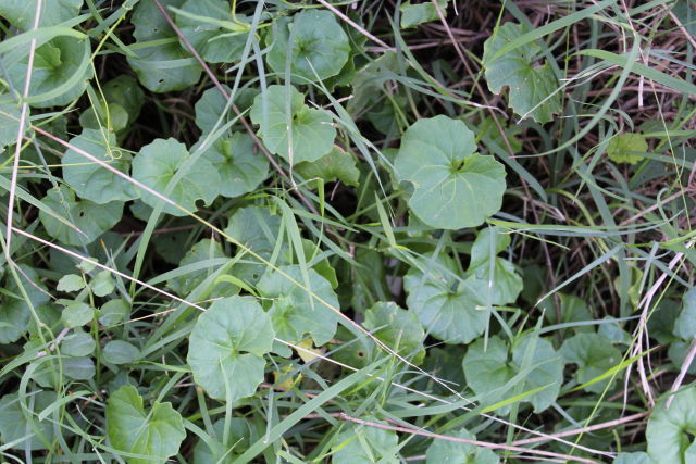 Viola hederacea