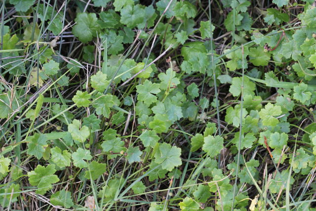 Viola hederacea