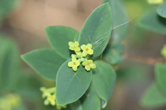 Wikstroemia indica