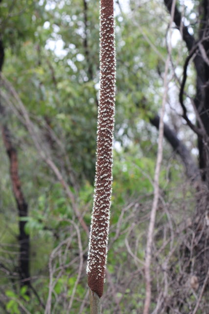 Xanthorrhoea