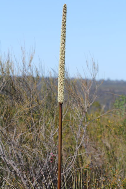 Xanthorrhoea