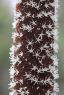 Xanthorrhoea