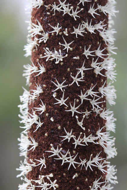 Xanthorrhoea