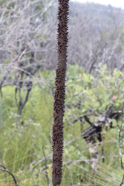 Xanthorrhoea
