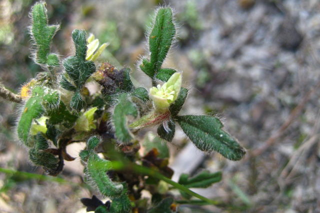 Xanthosia pilosa