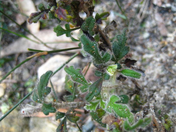 Xanthosia pilosa