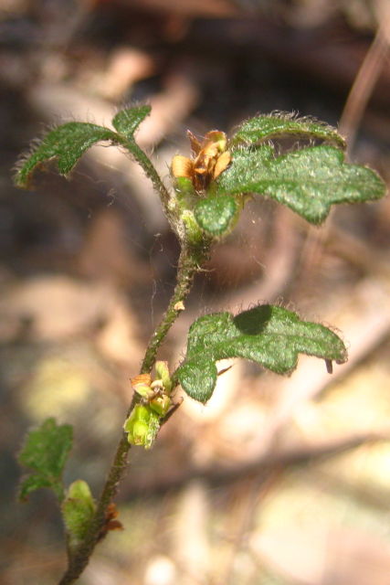Xanthosia pilosa