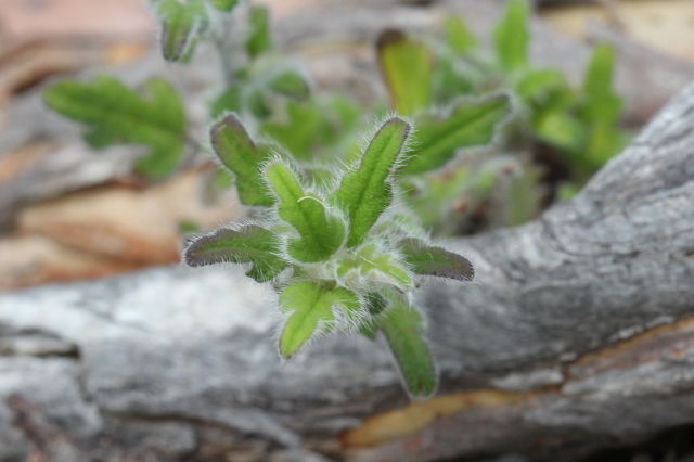 Xanthosia pilosa