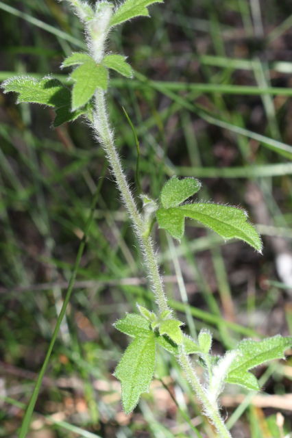 Xanthosia pilosa