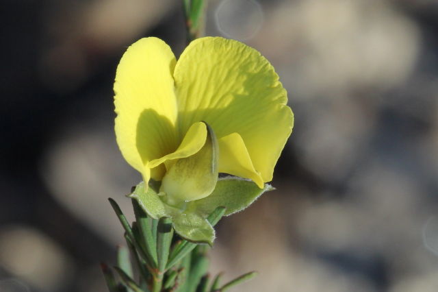 Gompholobium glabratum
