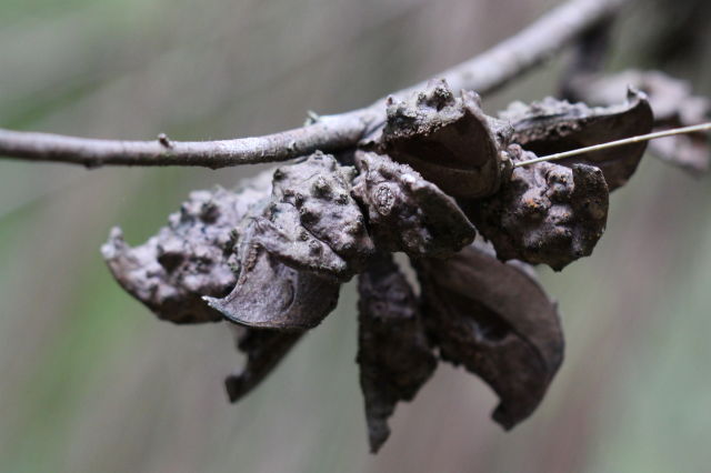 Hakea salicifolia