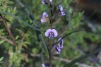 Hovea