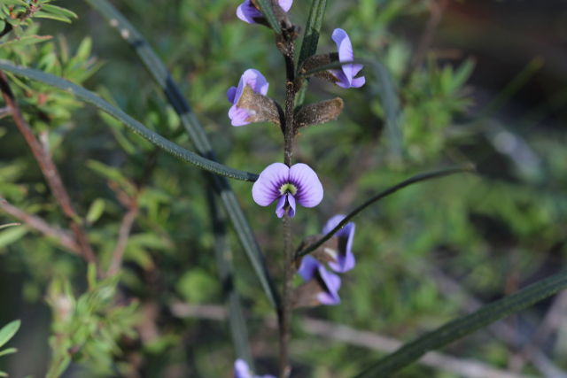 Hovea linearis
