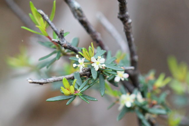 Micrantheum ericoides