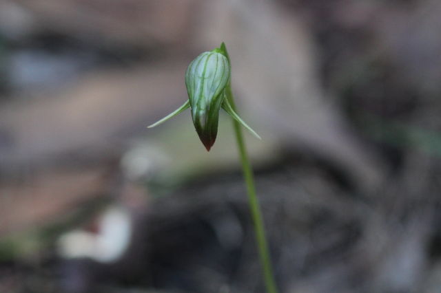 Pterostylis nutans