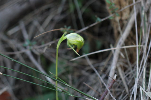 Pterostylis nutans