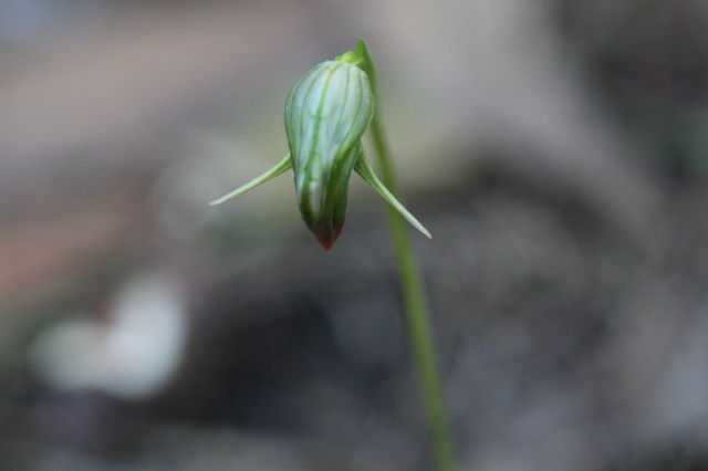 Pterostylis nutans