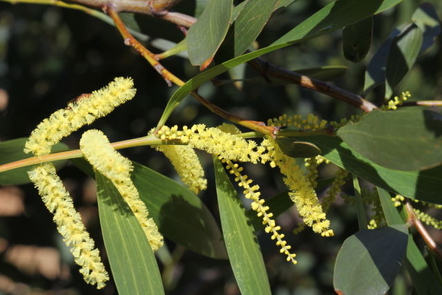 Acacia longifolia