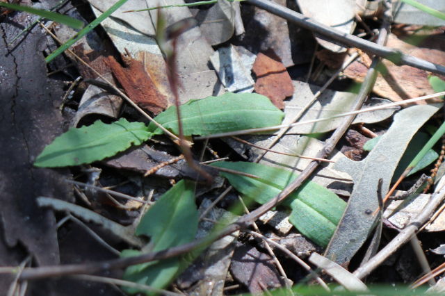 Chiloglottis formicifera